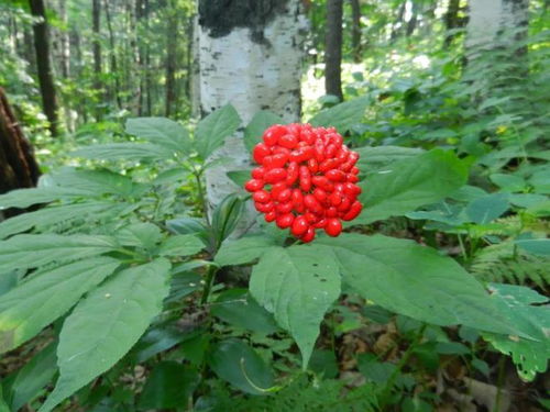 通化人參產(chǎn)業(yè)上半年綜合產(chǎn)值突破200億元，西洋參成重要增長點