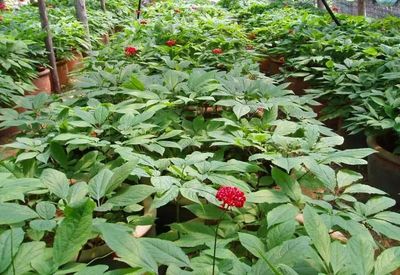 【致富經(jīng)】誰說農(nóng)業(yè)不賺錢?這3個種植新玩法值得試試,成本少收入還高!