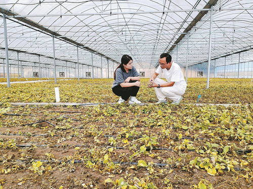 柘榮注入科技，一根參茁壯成長 西洋參產業的現代轉型