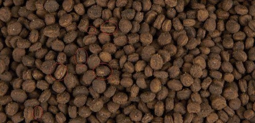 參農(nóng)講述人參種植要點(diǎn) 盆栽人參，或許是最適合家庭的人參栽培技術(shù)