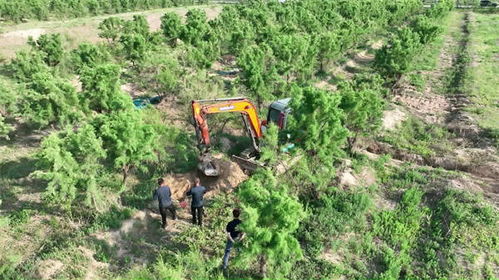 鹽堿地奇跡 東營培育出16.2斤“沙漠人參”，改寫醫學農業新篇章